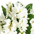 Vickerman 19
