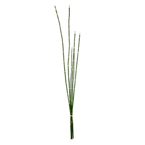 Vickerman 31&quot Plastic Artificial Horsetail Bundle in Green (Set of 2)