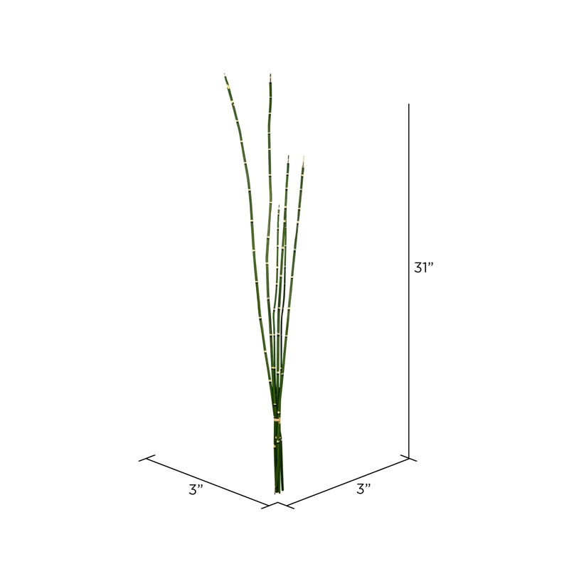 Vickerman 31
