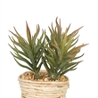 Vickerman 5