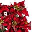 Vickerman 18