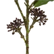 Vickerman 31