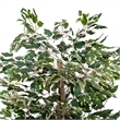 Vickerman 4' Artificial Variegated Ficus Bush. Gray Round Plastic Container.