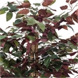 Vickerman 4' Artificial Capensia Bush. Gray Round Plastic Container.