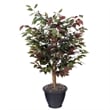 Vickerman 4' Artificial Capensia Bush. Gray Round Plastic Container.