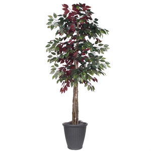 Vickerman 6' Artificial Capensia Deluxe Tree. Gray Round Plastic Container.