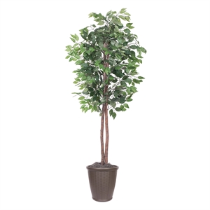 Vickerman 6' Artificial Ficus Tree. Brown Round Plastic Container.