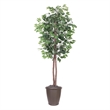 Vickerman 6' Artificial Ficus Tree. Brown Round Plastic Container.
