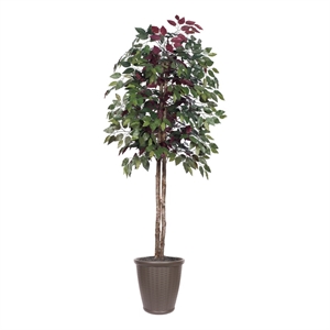 Vickerman 6' Artificial Capensia Tree. Brown Round Plastic Container.