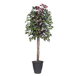 Vickerman 6' Artificial Capensia Tree. Gray Round Plastic Container.