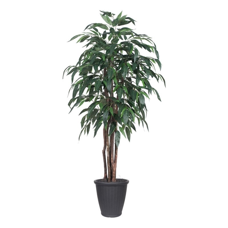 Vickerman 6' Artificial Mango Executive Tree. Gray Round Plastic Container.