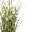 Vickerman 37