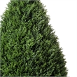 Vickerman 36