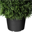 Vickerman 36