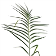 Vickerman 9' Artificial Green Potted Phoenix Palm Tree.