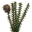Vickerman 18