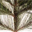 Vickerman 36-42-48