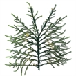 Vickerman Norfolk Pine 7.5' x 56