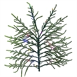 Vickerman Norfolk Pine 7.5' x 56