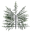 Vickerman Norfolk Pine 5.5' x 40