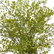 Nearly Natural Maiden Hair Artificial Plant in Decorative Planter in Green/Gray