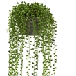 Nearly Natural String of Pearl Artificial Plant Hanging Basket in Green/Brown