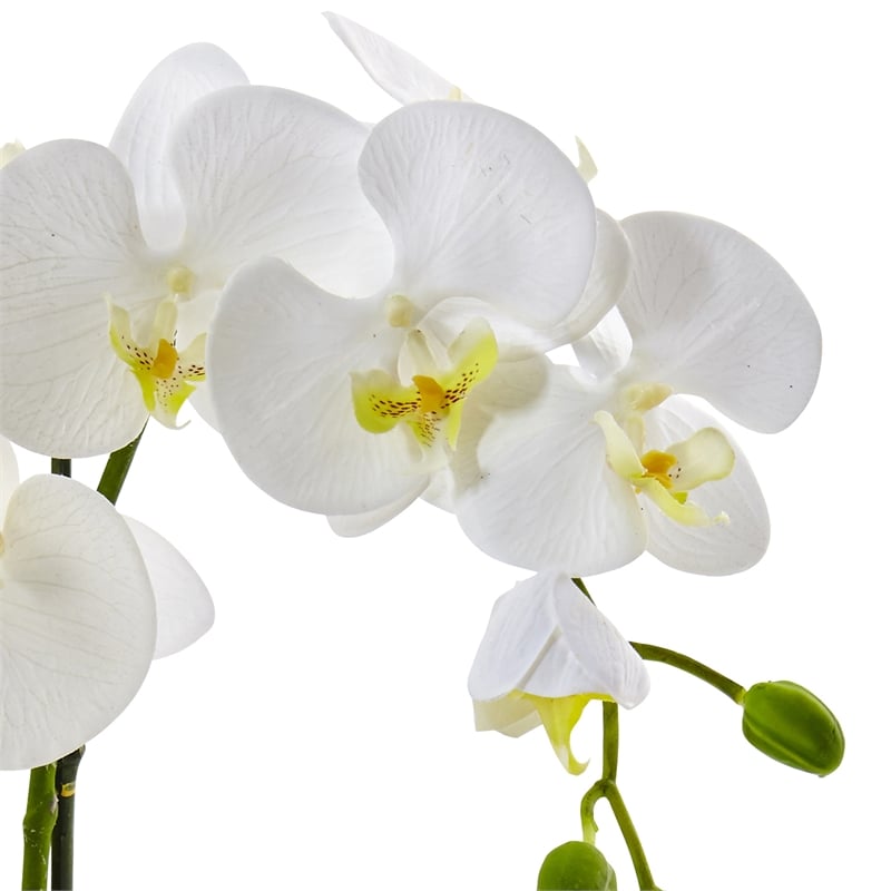 Nearly Natural Bold Phalaenopsis Orchid with Two-Toned Ceramic Pot in White/Tan