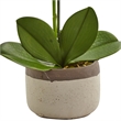Nearly Natural Bold Phalaenopsis Orchid with Two-Toned Ceramic Pot in White/Tan