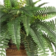 Nearly Natural Boston Fern with Wicker Basket Silk Plant in Green/Brown