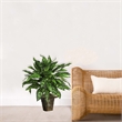Nearly Natural Silver King with Basket Silk Plant in Green/Brown