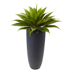 Decorative Accents