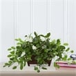 Nearly Natural Mix Stephanotis Artificial Plant in Decor Planter in Green/Brown