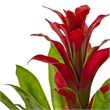 Nearly Natural Bromeliad with Glass Vase Arrangement in Red/Clear