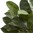Nearly Natural Oak Ficus Artificial Plant in Green