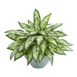 Nearly Natural Silver Queen Artificial Plant in Green Vase in Green