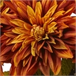 Nearly Natural Dahlia Silk Arrangement with Glass Vase in Orange