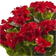 Nearly Natural Geranium with Metal Planter UV Resistant (Indoor/Outdoor) in Red