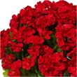 Nearly Natural Geranium Silk Flowering Plant in Farmhouse Planter UV Resistant