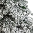 Nearly Natural 7ft Flocked Austria Fir Christmas Tree w/ 400 Warm White LED