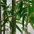 Nearly Natural 8ft Artificial Green Bamboo Tree in Green