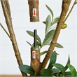 Nearly Natural 8ft Artificial Olive Tree with Natural Trunk in Green