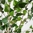 Nearly Natural 7ft Artificial Birch Tree with Real Touch Leaves in Green