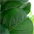 Nearly Natural 6ft Giant Leaf Fiddle Leaf Fig Tree in Planter w/ Real Touch