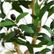 Nearly Natural 4ft Artificial Olive Tree in Green