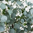 Nearly Natural 6ft Lighted Artificial Eucalyptus Tree w/ 420 Warm White LED