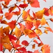 Nearly Natural 7ft Autumn Birch Artificial Fall Tree in Orange