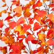 Nearly Natural 9ft Autumn Birch Artificial Fall Tree in Orange