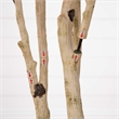 Nearly Natural 9ft Autumn Birch Artificial Fall Tree in Orange