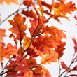 Nearly Natural 9ft Autumn Oak Artificial Fall Tree in Orange