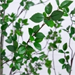 Nearly Natural 10ft Minimalist Citrus Artificial Tree in Green